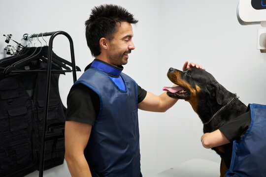 Veterinarian preparing Rottweiler for X ray examination