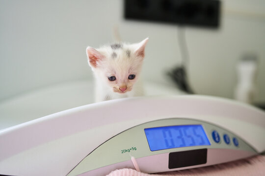 Kitten receiving veterinary checkup and weight measurement