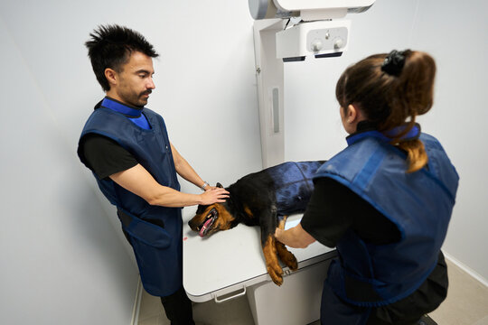 Veterinarians performing X ray examination on dog in clinic