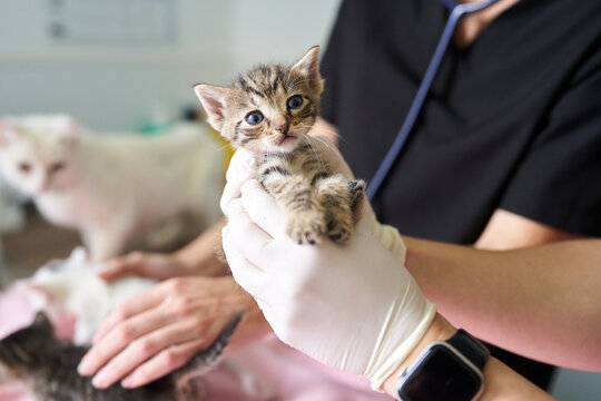 Veterinarian examining small tabby kitten during animal checkup