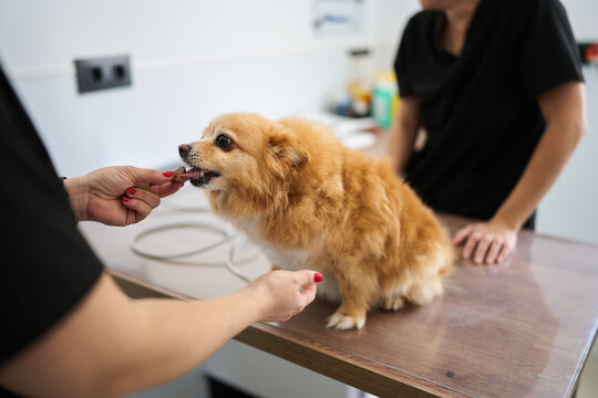 Pomeranian dog receiving treat from veterinarian during checkup