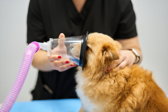 Veterinarian administering anesthesia to dog with breathing mask
