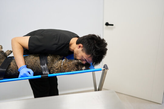 Veterinary technician comforting sedated dog on gurney