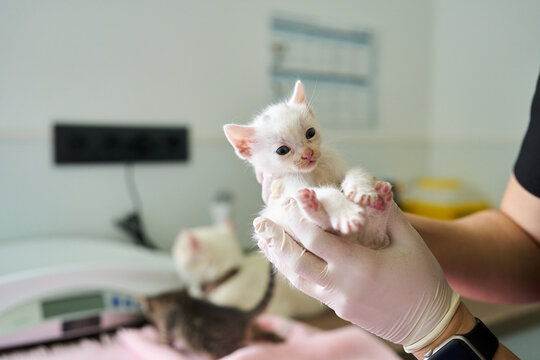 Veterinarian checking weight of small white kitten