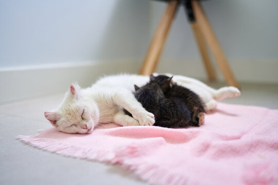 Mother cat and kittens sleeping and nursing on pink blanket