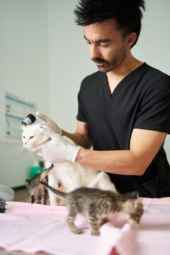 Veterinarian checking mother cat ear with otoscope