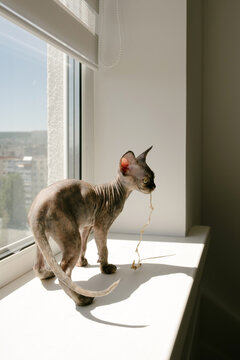 Playful Cat With String Toy by Window