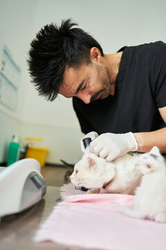 Veterinarian examining cat ear with otoscope in clinic