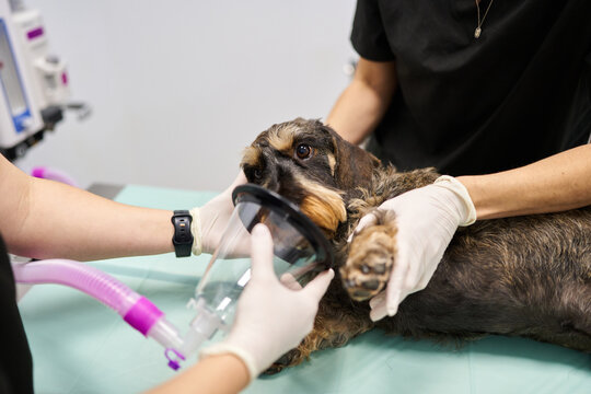 Dachshund dog receiving anesthesia with oxygen mask