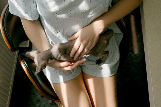 Kitten Resting on Owner's Lap in Sunlight