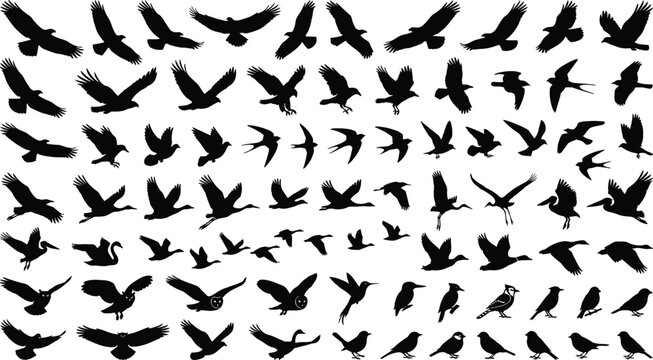 Large Flying Bird Silhouette Collection Vector Set with Eagles, Hawks, Owls, Swallows and Songbirds