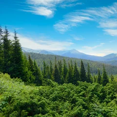 Breathtaking Wilderness Vista with Green Spruces in Foreground and Vast Forested Slopes Stretching to Distant High Mountains for Environment Protection and Eco Tourism Promotion. © Serghei V