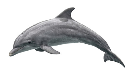 Graceful bottlenose dolphin swimming underwater showing grey skin isolated on transparent background png. © Isolated_png