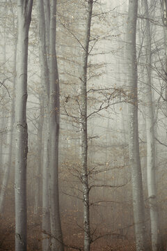 Beech trees in the fog in autumn