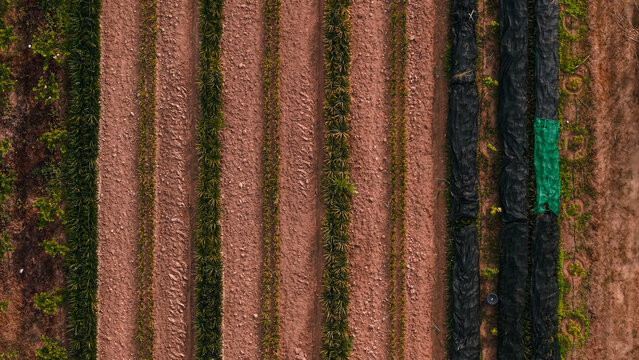 Pineapple farm from above showing cultivated rows and netting