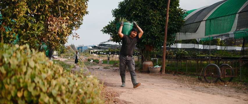 Asian farmer carrying a basket through pineapple farm working hard