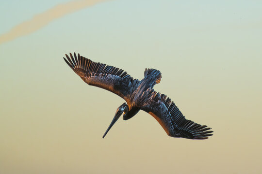 brown pelican soaring against warm golden sky