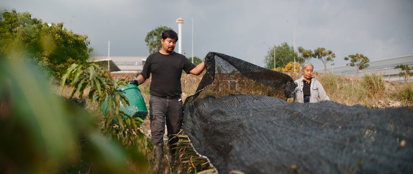 Farmers work in field covering pineapple plants with net to protect