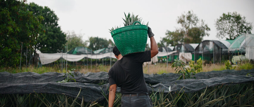 Farmer carrying basket of fresh pineapple harvest in pluank daeng