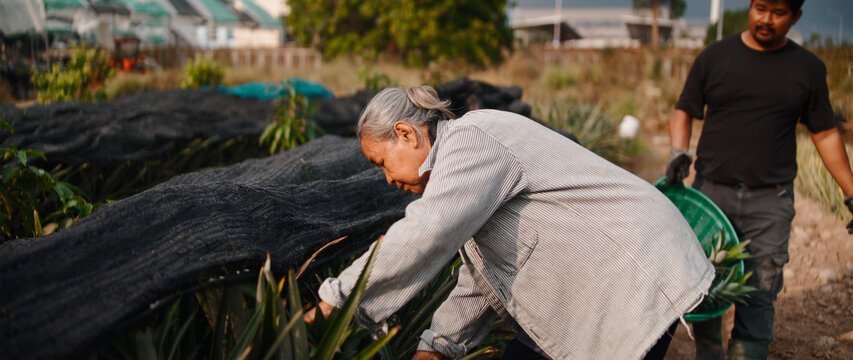 Asian farmers harvesting pineapples cultivating fruit on a plantation