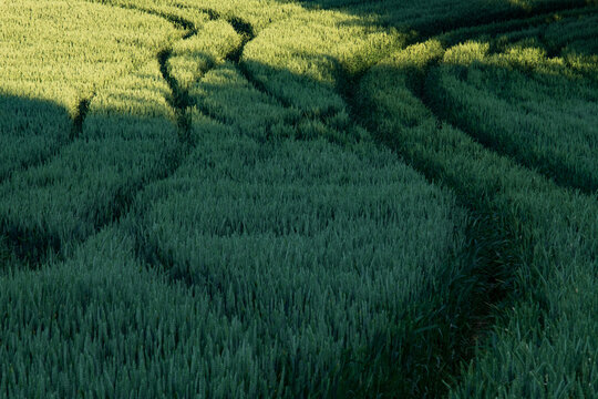 Green rye field background.