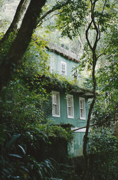 House In Jungle