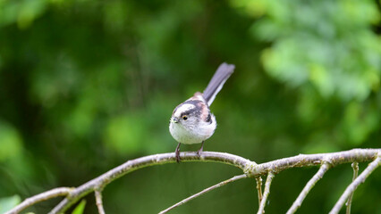 Long-tailed Tit Perching on Branch with Insect Prey in Green Forest Habitat, France © Banu
