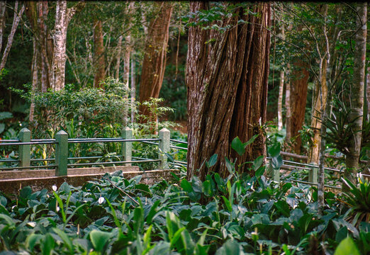 Jungle Walkway