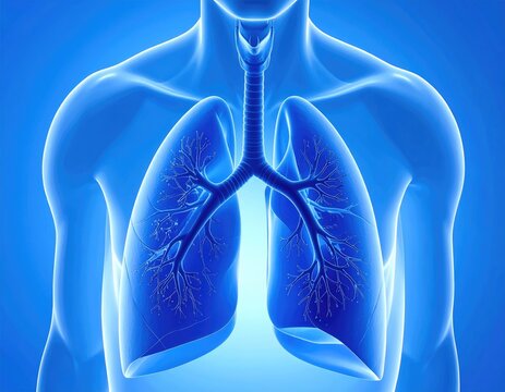 3D illustration of human lungs and trachea within the chest cavity