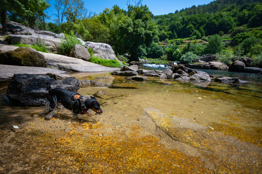Mini Pinscher Playing and Cooling Down in a River During a Record European Heatwave