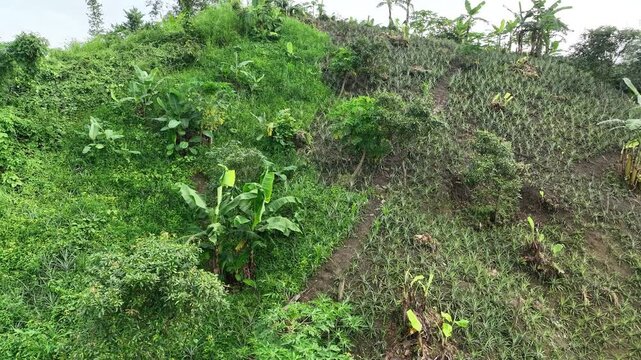 Lush green pineapple plantation on tropical hillside