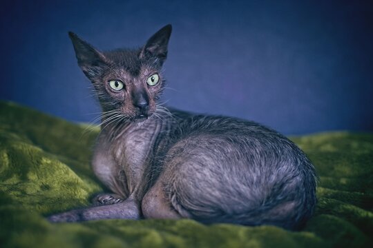 Exotic Werewolf cat lying on green blanket and looks away. Horizontal image with selective focus.	