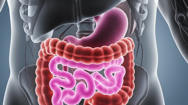 3D medical visualization of digestive system within human skeleton.