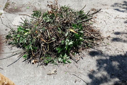 Recent shrubbery clippings arranged in a neat pile for pickup
