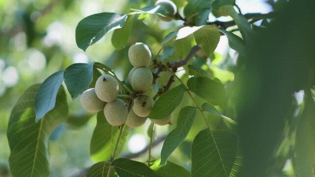 The appearance of unripe, husked walnuts among the leaves of a walnut tree.
