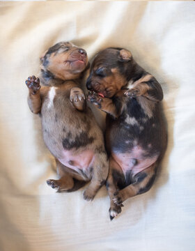 Two newborn dapple dachshund puppies sleeping together on a soft white blanket