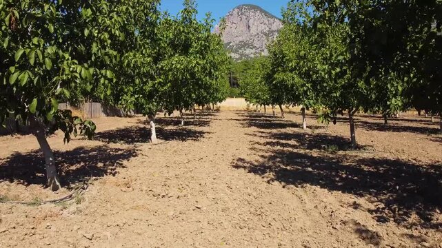 An orchard with neatly aligned rows of trees