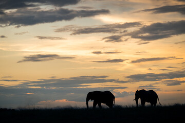 Fototapeta premium Two African elephants silhouetted against the sky in Chobe National Park, Botswana