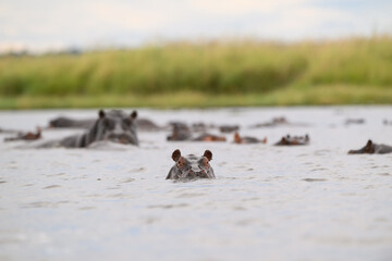 Hippopotamus submered in the water of Chobe River. © Tony Campbell