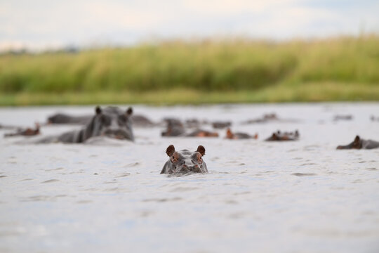 Hippopotamus submered in the water of Chobe River.