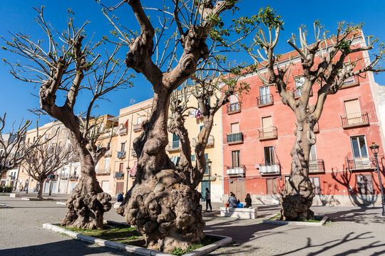 Pruned omb&uacute; trees (Phytolacca dioica), Trapani, Sicily, Italy, Europe