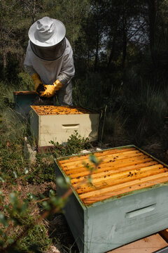 Open beehive boxes with beekeeper using smoker in background
