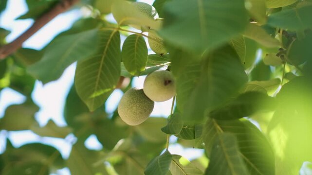 Immature walnuts on a branch surrounded by green foliage.