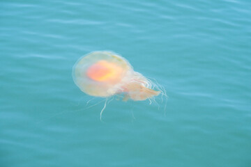 jellyfish in the water © Kory
