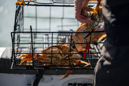 crab pots full oof crab