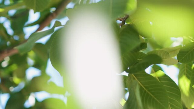 Green walnut fruits growing on a walnut tree.