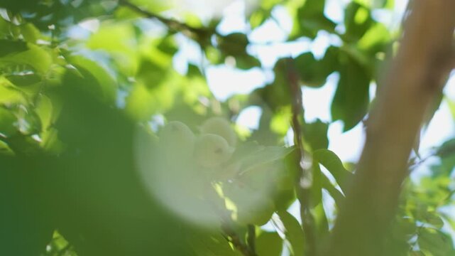 Green unripe walnuts hanging on a walnut tree.