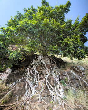 Tree in Hawaii with Roots Over Rocks