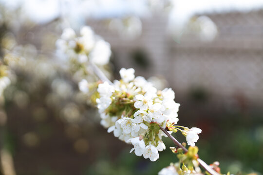 Delicate white blossoms of a sweet cherry tree bloom gracefully on slender branches, celebrating the arrival of spring with fresh petals, natural beauty, and a peaceful seasonal atmosphere in the gard
