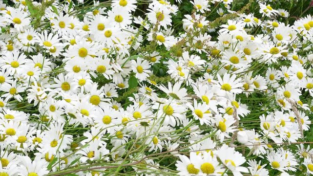 Slow camera panning across a dense carpet of blooming white oxeye daisies in a summer meadow